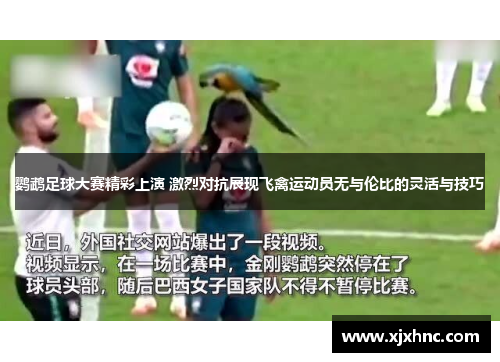 鹦鹉足球大赛精彩上演 激烈对抗展现飞禽运动员无与伦比的灵活与技巧